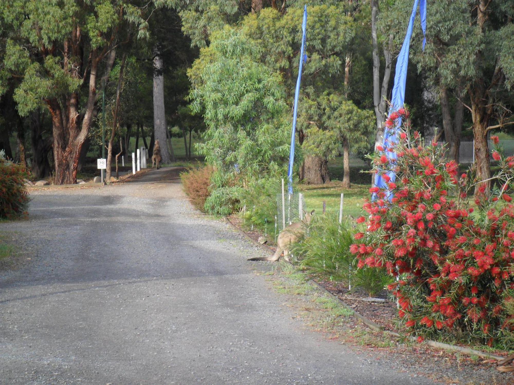 Grampians Chalets Halls Gap Ngoại thất bức ảnh