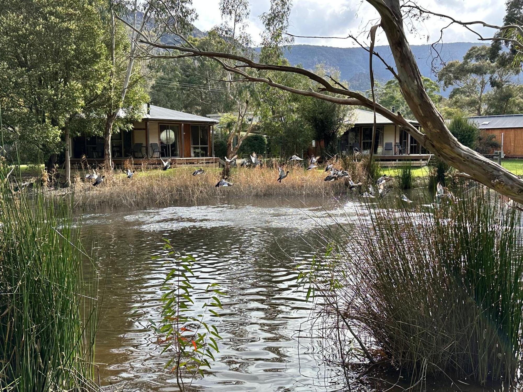Grampians Chalets Halls Gap Ngoại thất bức ảnh